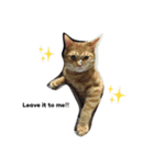 猫にゃんず（個別スタンプ：7）