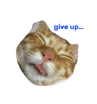 猫にゃんず（個別スタンプ：8）