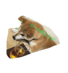 柴犬ハッチ（個別スタンプ：2）