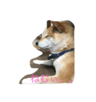 柴犬ハッチ（個別スタンプ：3）