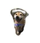 柴犬ハッチ（個別スタンプ：4）