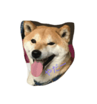 柴犬ハッチ（個別スタンプ：5）