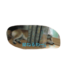柴犬ハッチ（個別スタンプ：7）