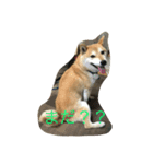 柴犬ハッチ（個別スタンプ：8）