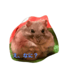 みんなのハムスター（個別スタンプ：1）
