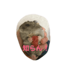 みんなのハムスター（個別スタンプ：3）