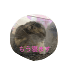 みんなのハムスター（個別スタンプ：5）