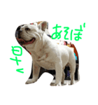 フレブルのがっちゃん（個別スタンプ：3）