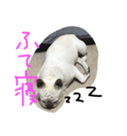 フレブルのがっちゃん（個別スタンプ：7）