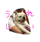 フレブルのがっちゃん（個別スタンプ：8）