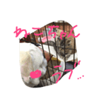 フレブルのがっちゃん（個別スタンプ：15）
