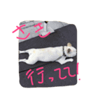 フレブルのがっちゃん（個別スタンプ：16）