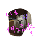 フレブルのがっちゃん（個別スタンプ：17）
