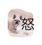 フレブルのがっちゃん（個別スタンプ：19）
