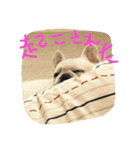 フレブルのがっちゃん（個別スタンプ：24）