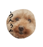 くまお言い訳ワード（個別スタンプ：2）