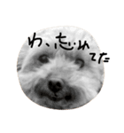くまお言い訳ワード（個別スタンプ：4）