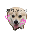 ポメラニアン★豆粒の日常。第2弾！（個別スタンプ：4）