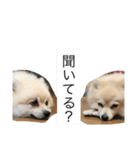 ポメラニアン★豆粒の日常。第2弾！（個別スタンプ：8）