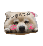 ポメラニアン★豆粒の日常。第2弾！（個別スタンプ：9）
