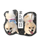 ポメラニアン★豆粒の日常。第2弾！（個別スタンプ：10）