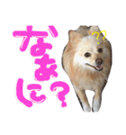 ポメラニアンの愛犬アモの心の声（個別スタンプ：5）