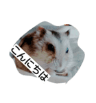 Hamster and Bird No,3（個別スタンプ：9）