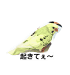 Hamster and Bird No,3（個別スタンプ：10）
