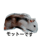 Hamster and Bird No,3（個別スタンプ：11）