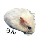 Hamster and Bird No,3（個別スタンプ：13）
