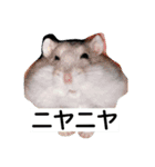 Hamster and Bird No,3（個別スタンプ：15）