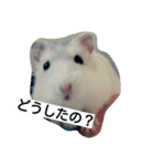 Hamster and Bird No,2（個別スタンプ：1）