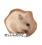 Hamster and Bird No,2（個別スタンプ：3）
