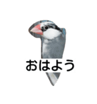 Hamster and Bird No,2（個別スタンプ：7）