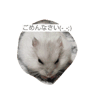 Hamster and Bird No,1（個別スタンプ：1）