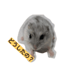 Hamster and Bird No,1（個別スタンプ：2）