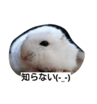 Hamster and Bird No,1（個別スタンプ：3）
