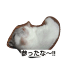 Hamster and Bird No,1（個別スタンプ：4）
