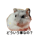 Hamster and Bird No,1（個別スタンプ：5）