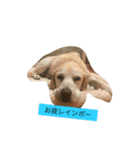 はなちゃんの毎日（個別スタンプ：9）
