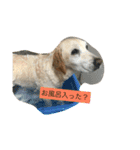 はなちゃんの毎日（個別スタンプ：10）