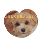 マルプーシュシュくんのスタンプです。（個別スタンプ：12）