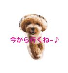 マルプーシュシュくんのスタンプです。（個別スタンプ：16）