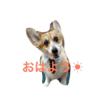 かおる（個別スタンプ：1）