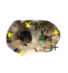 ポメの幸生太（個別スタンプ：4）