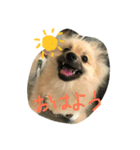ポメの幸生太（個別スタンプ：5）