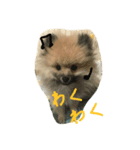 ポメの幸生太（個別スタンプ：8）