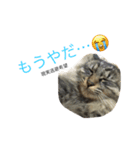 にこねろさら♡3（個別スタンプ：3）