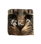 にこねろさら♡2（個別スタンプ：5）