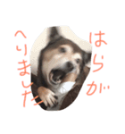 ワンコしゃべる（個別スタンプ：1）
